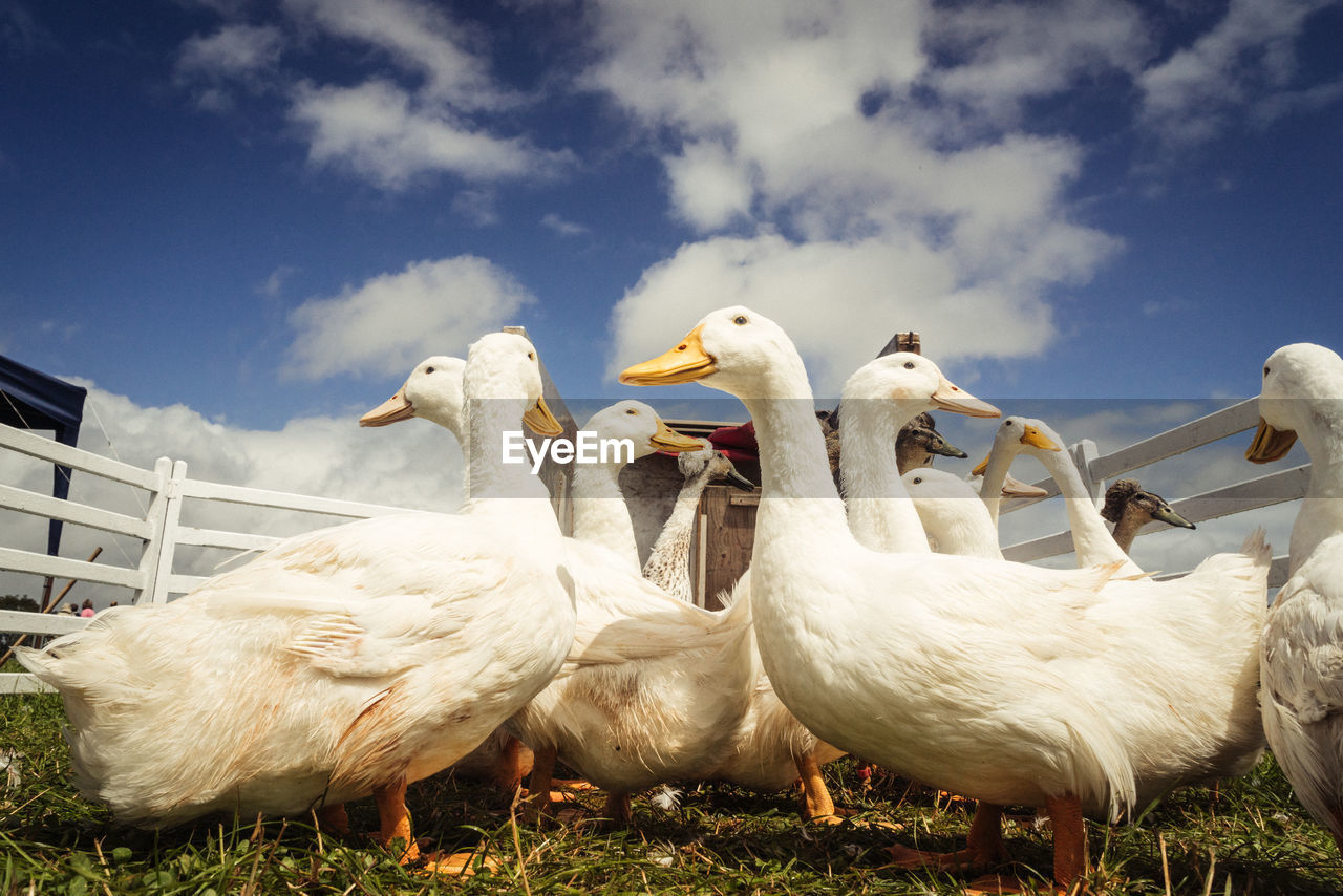 Close-up of white ducks perching on field