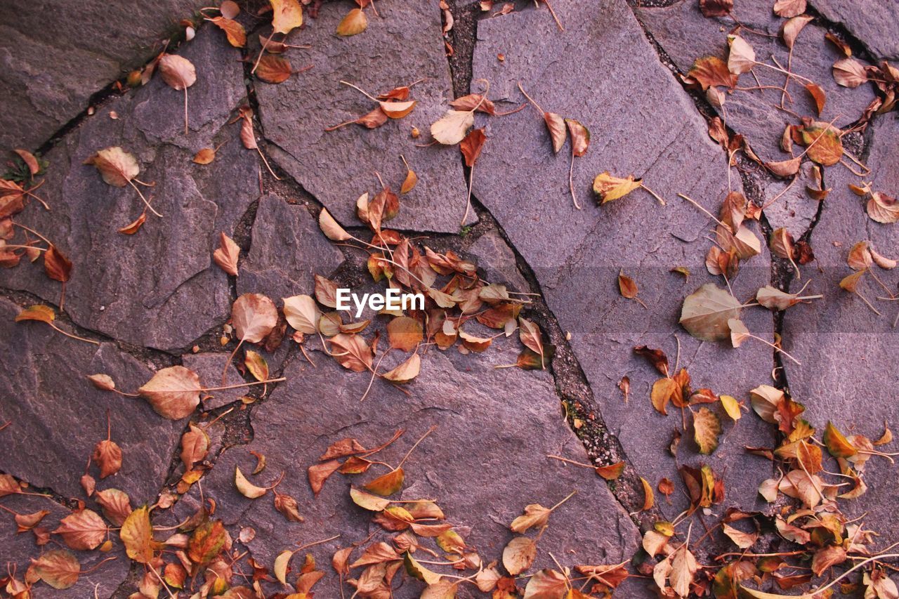 HIGH ANGLE VIEW OF AUTUMN LEAF