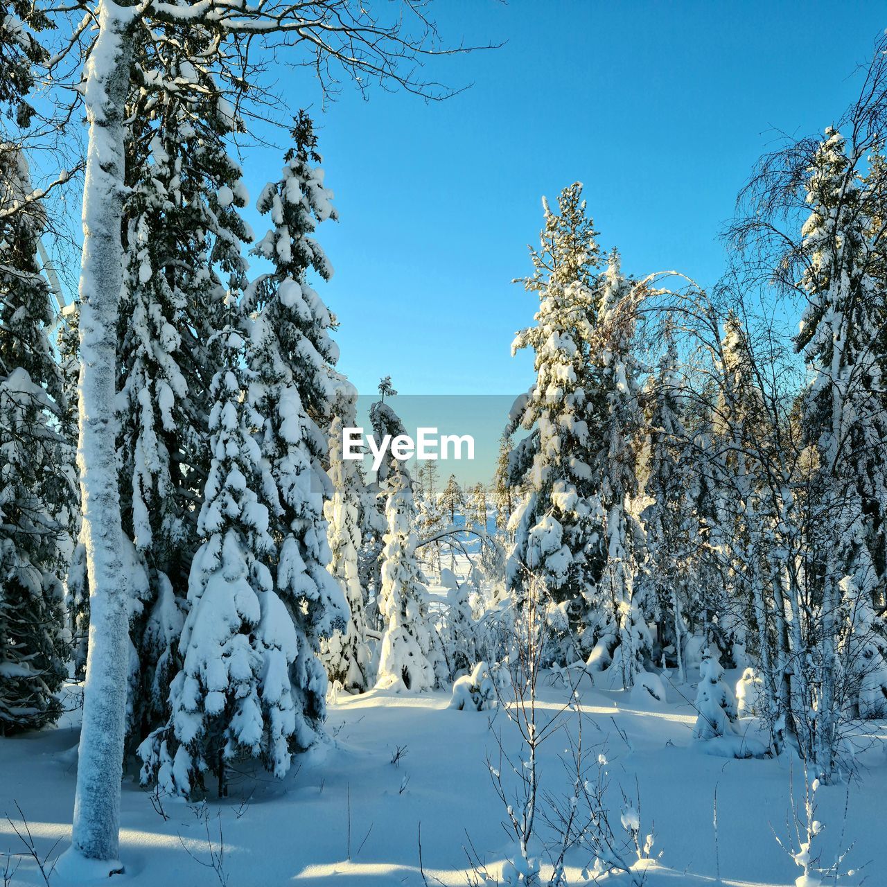 Snow covered plants by trees against sky