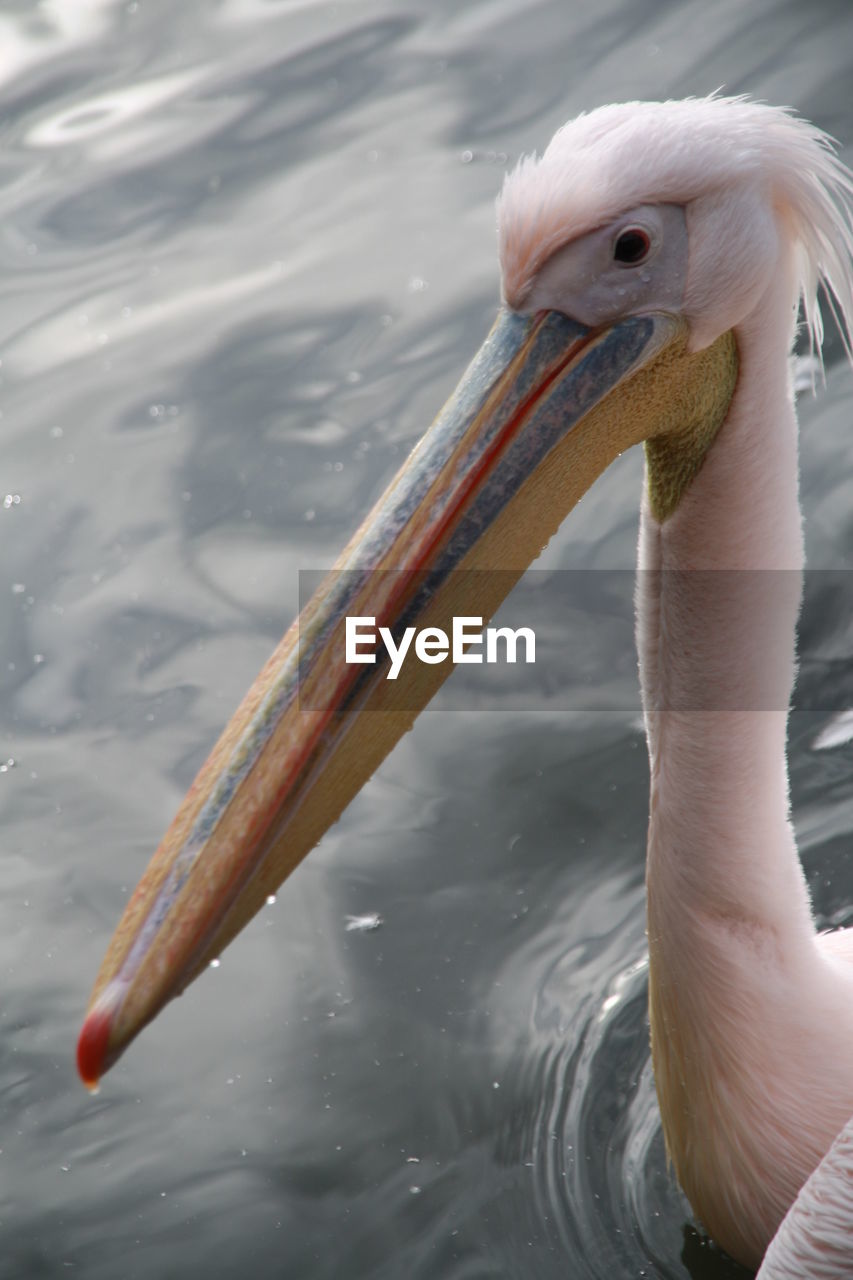 Pelican swimming in lake