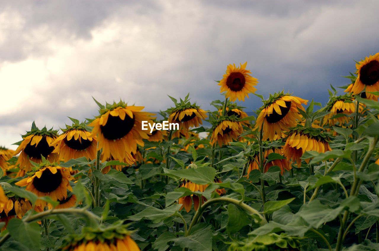 sunflower, plant, flower, field, cloud, flowering plant, nature, sky, beauty in nature, growth, freshness, yellow, flower head, plant part, landscape, leaf, land, sunflower seed, no people, rural scene, inflorescence, petal, fragility, agriculture, outdoors, food, environment, close-up, meadow, day, wildflower, botany, green, crop, food and drink
