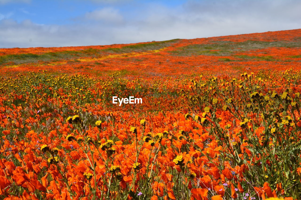 Scenic view of flowering plants on field against orange sky