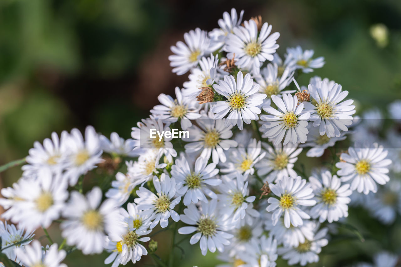 CLOSE-UP OF WHITE FLOWERING PLANTS