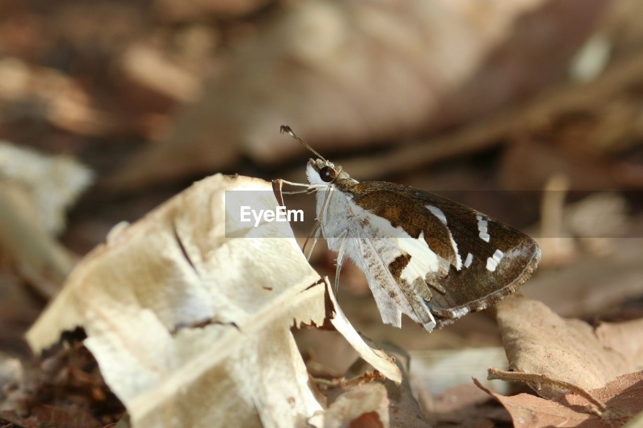 CLOSE-UP OF BUTTERFLY OUTDOORS