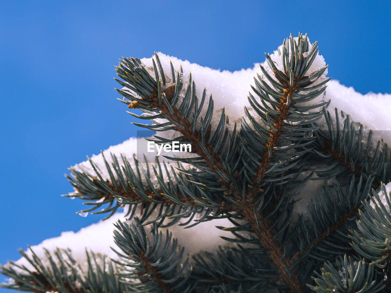 Low angle view of pine tree against sky