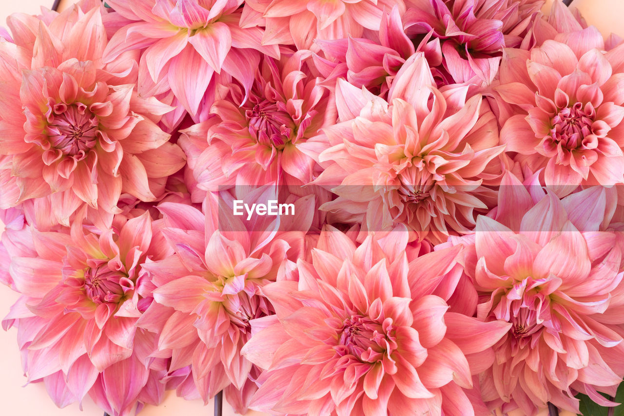 Full frame shot of pink dahlia flowers