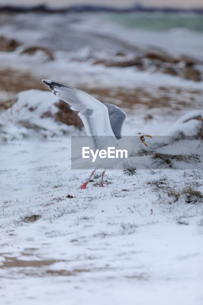 SEAGULL FLYING OVER SNOW COVERED LANDSCAPE