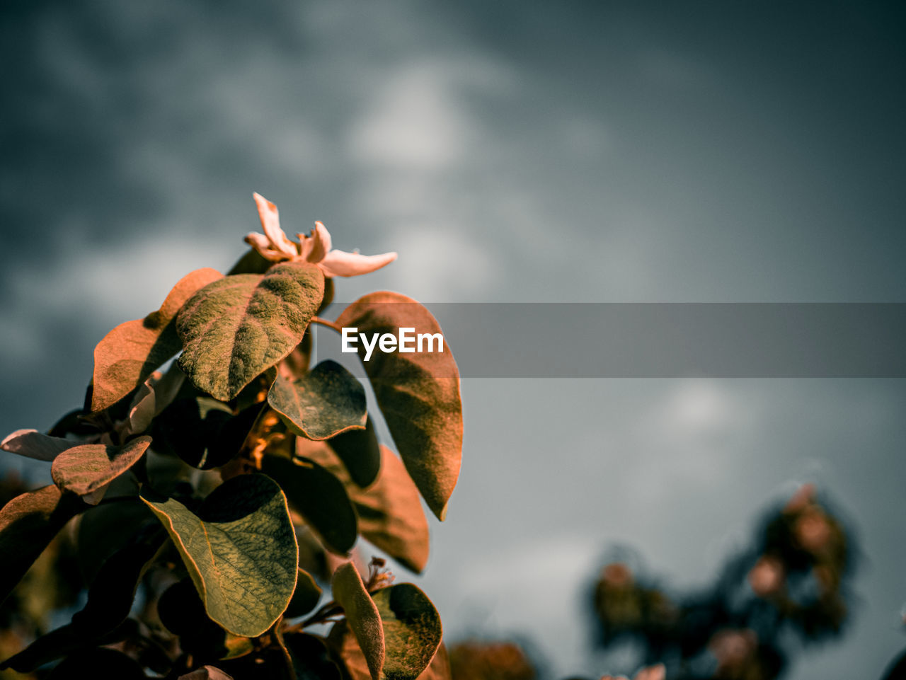 Low angle view of dry leaves against sky