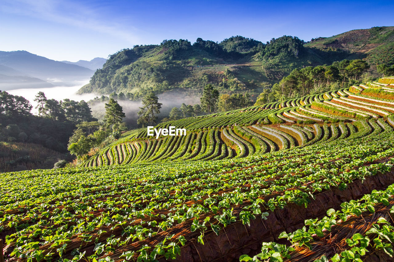 High angle view of agricultural field