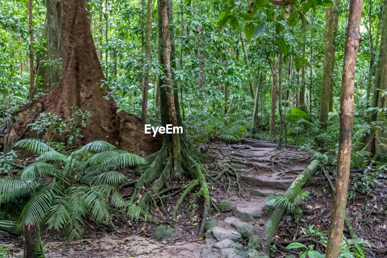 SCENIC VIEW OF FOREST