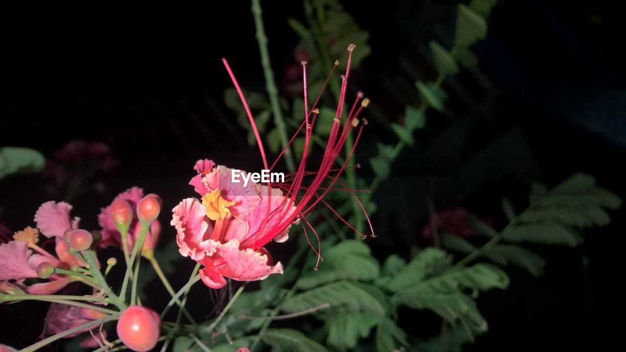 Close-up of pink flowers blooming outdoors