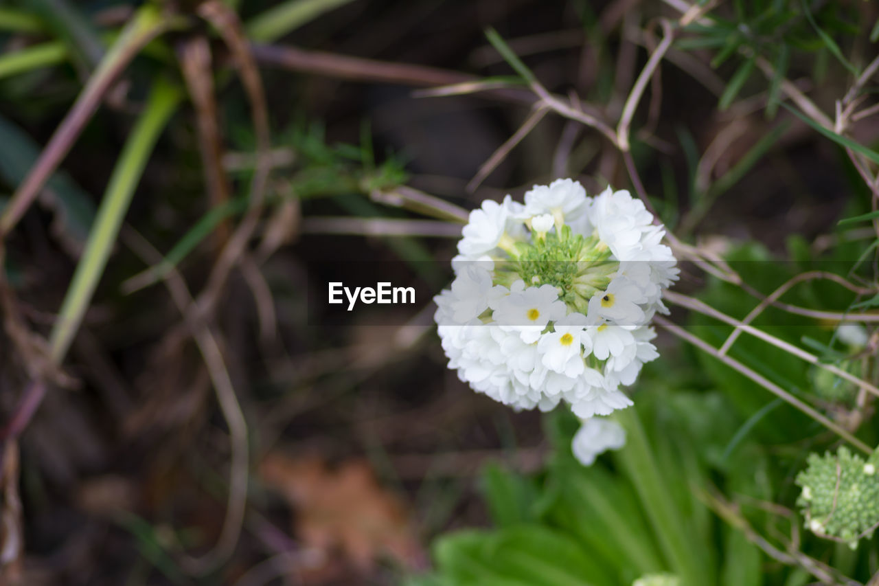 CLOSE-UP OF WHITE FLOWER