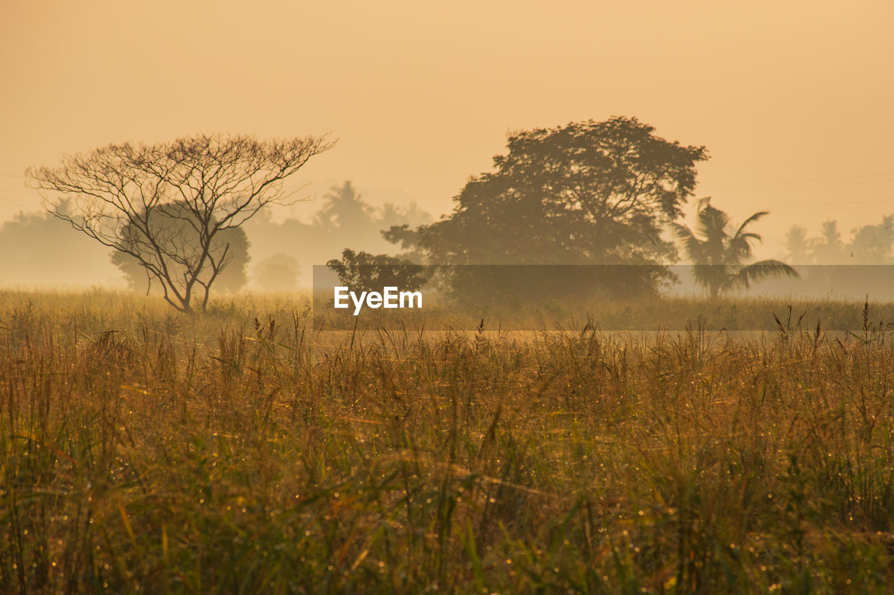 Scenic view of the field against sky during sunset