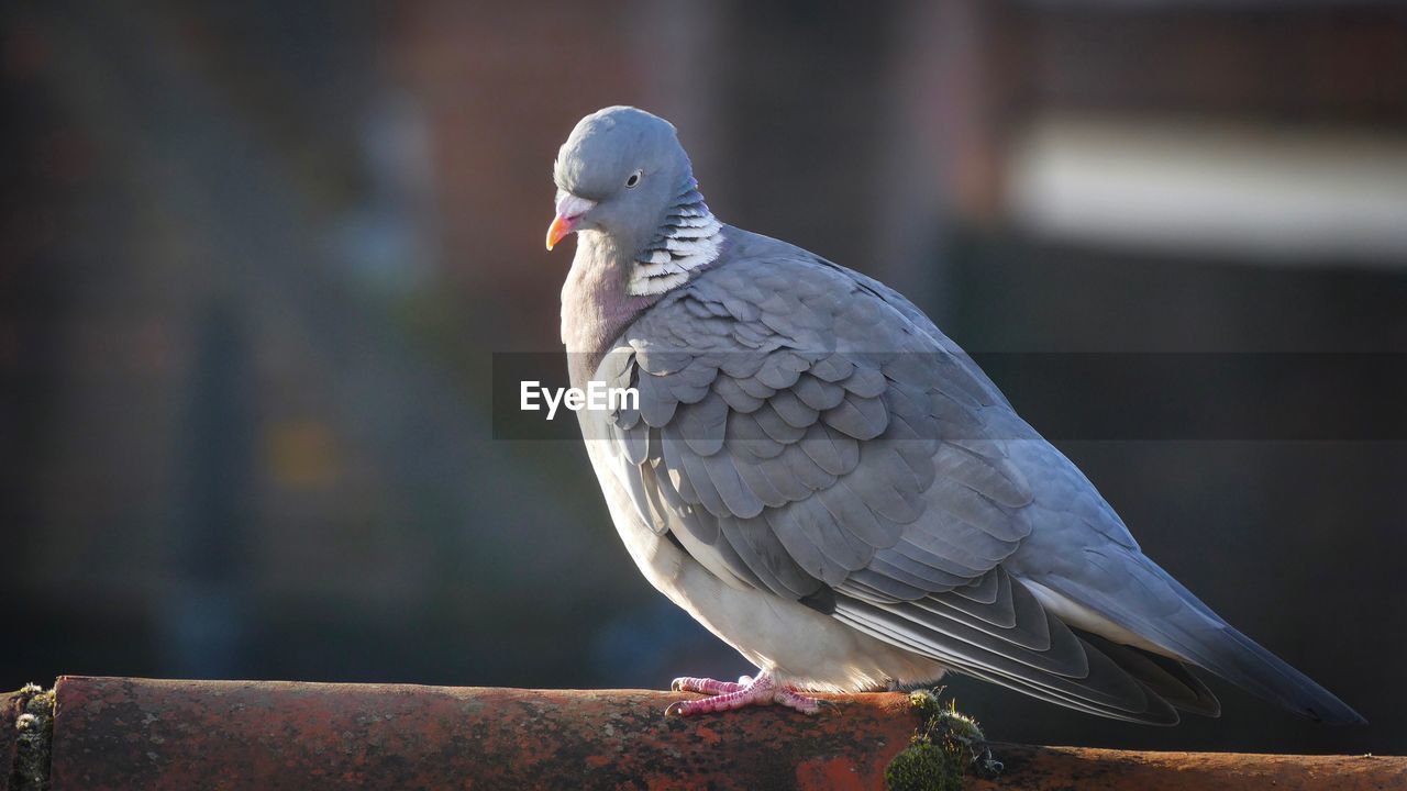 CLOSE-UP OF BIRD ON RETAINING WALL