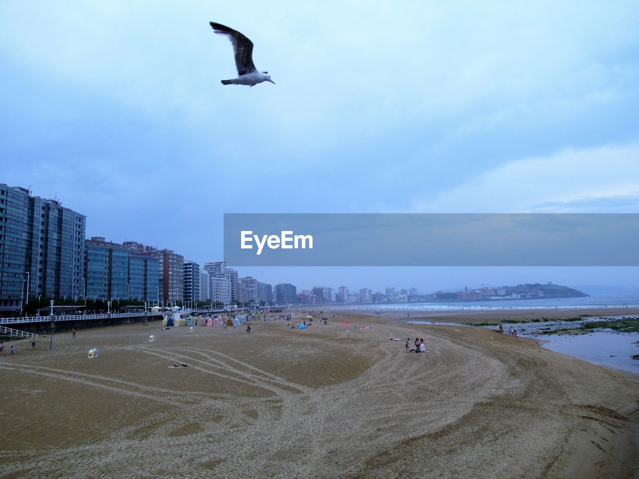 BIRDS FLYING OVER BEACH