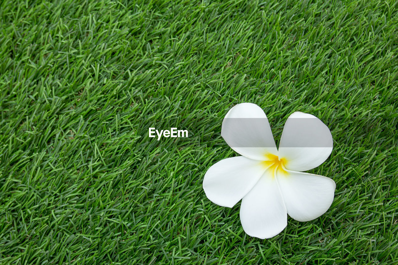 High angle view of white flowering plant on field