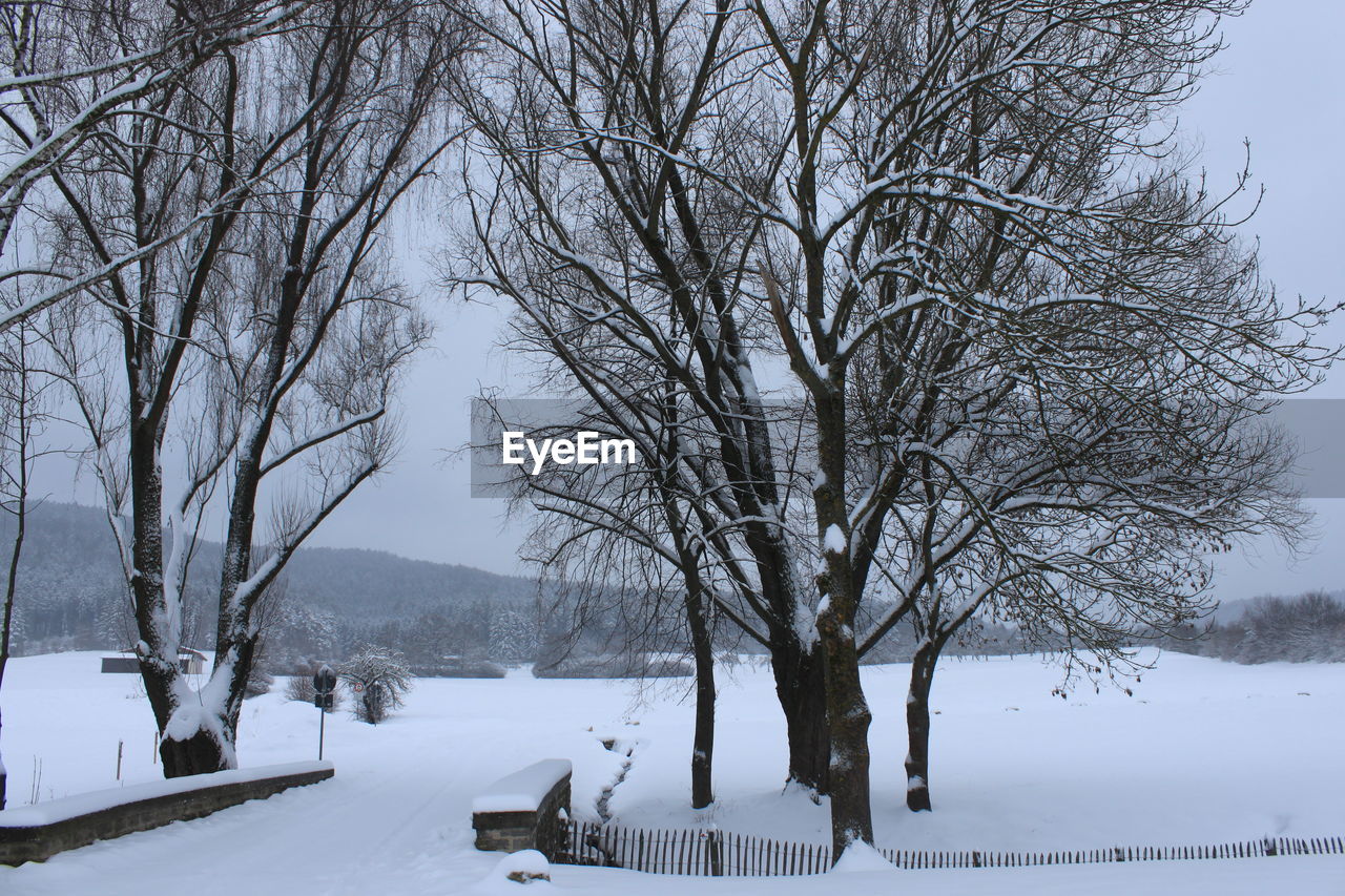 Bare trees on snow covered land