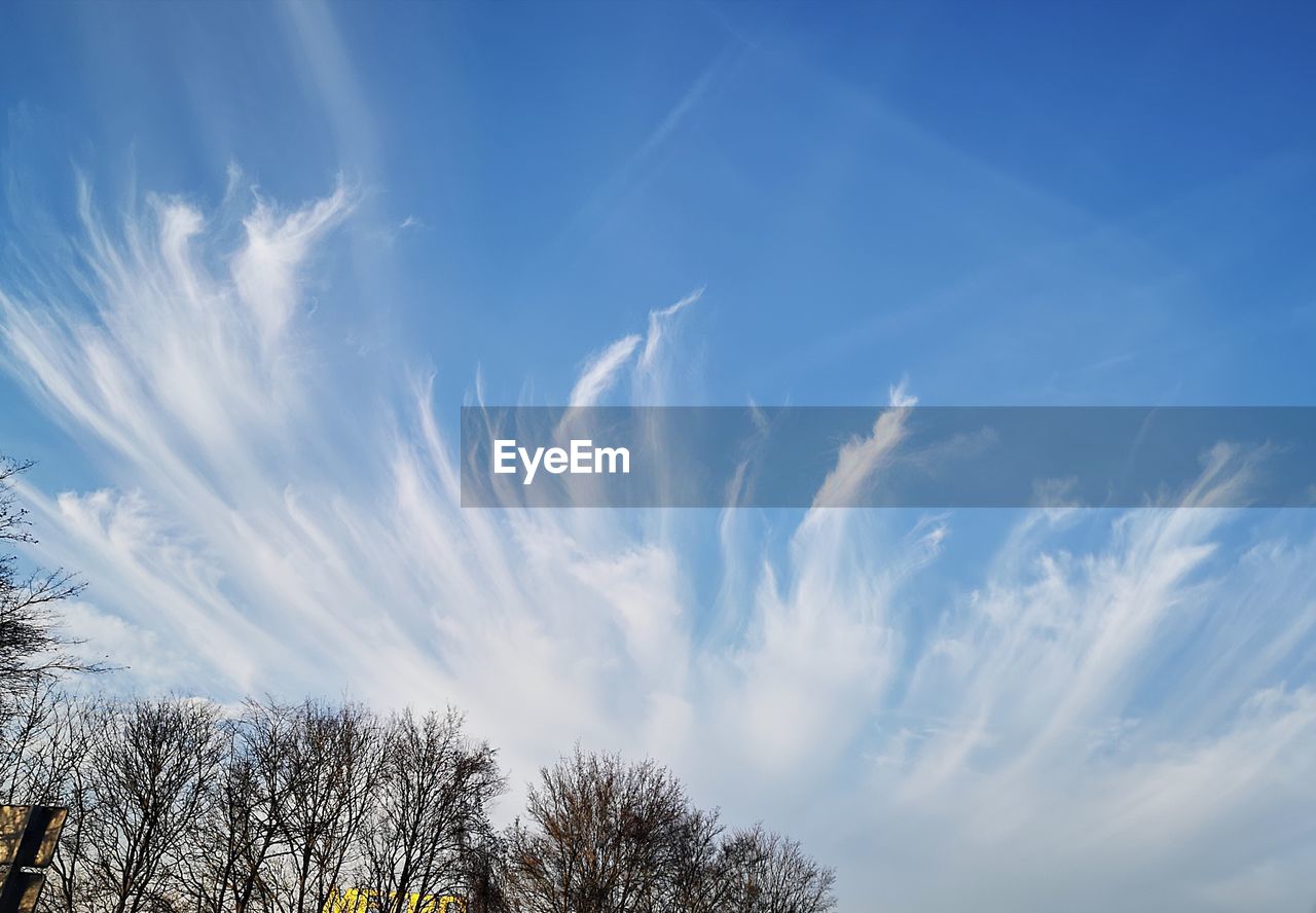 LOW ANGLE VIEW OF TREES AGAINST SKY