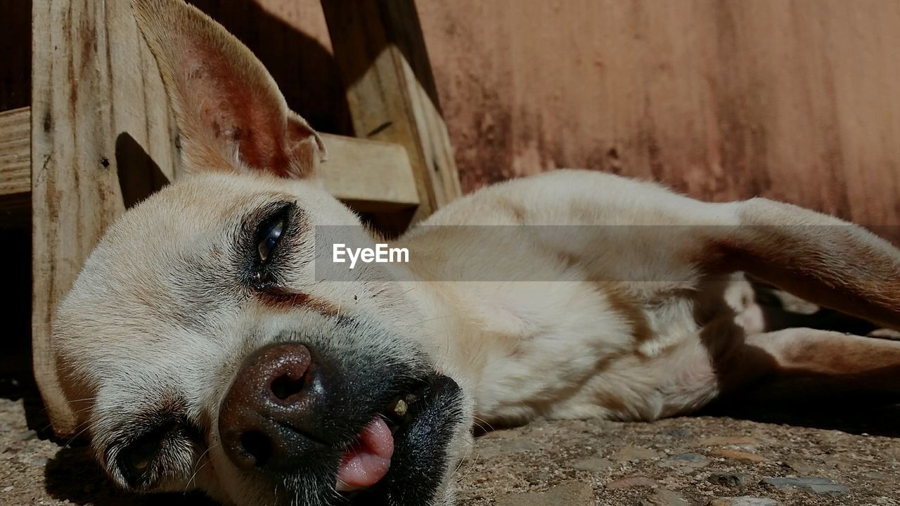 CLOSE-UP OF DOG SLEEPING WITH MOUTH OPEN