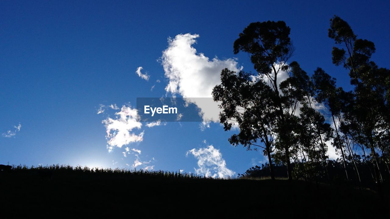 SILHOUETTE TREES AGAINST BLUE SKY