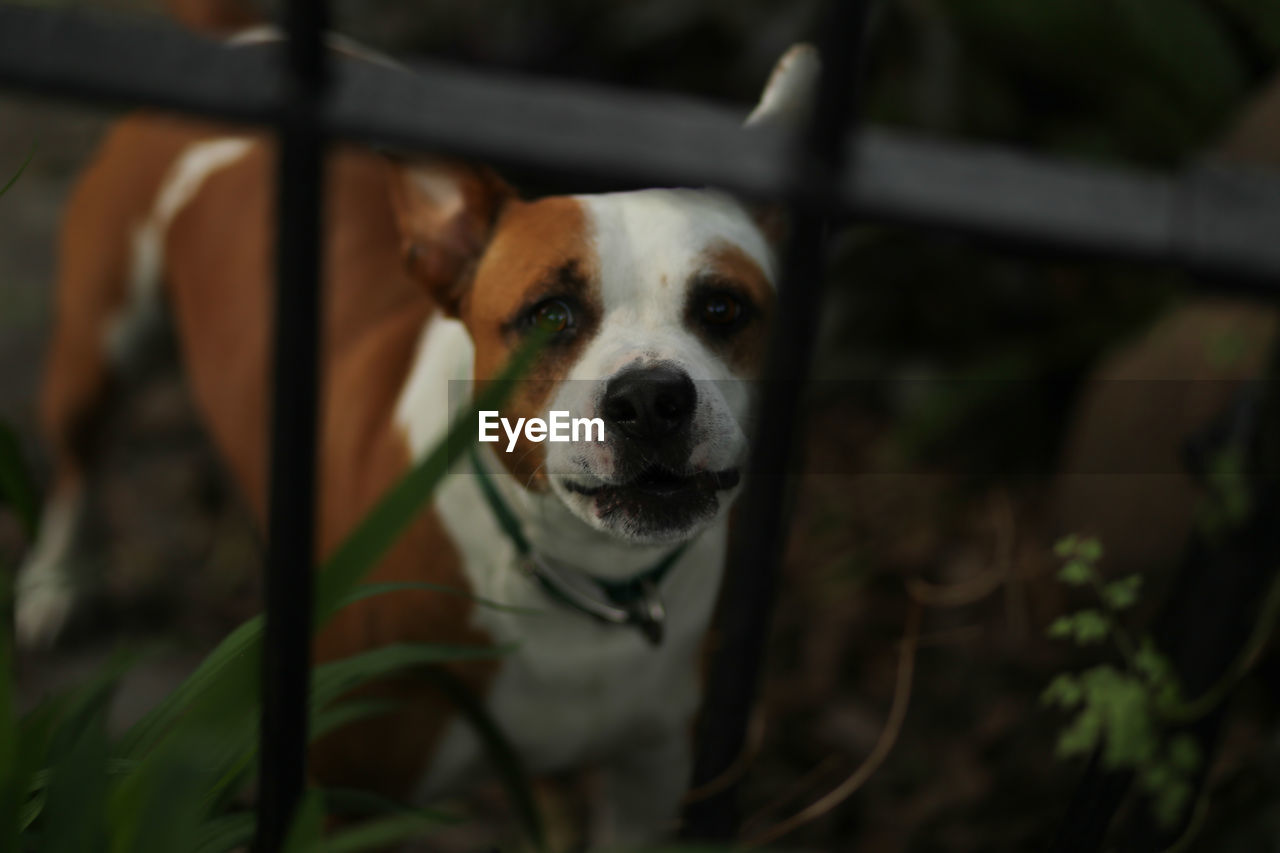 High angle portrait of dog standing in backyard