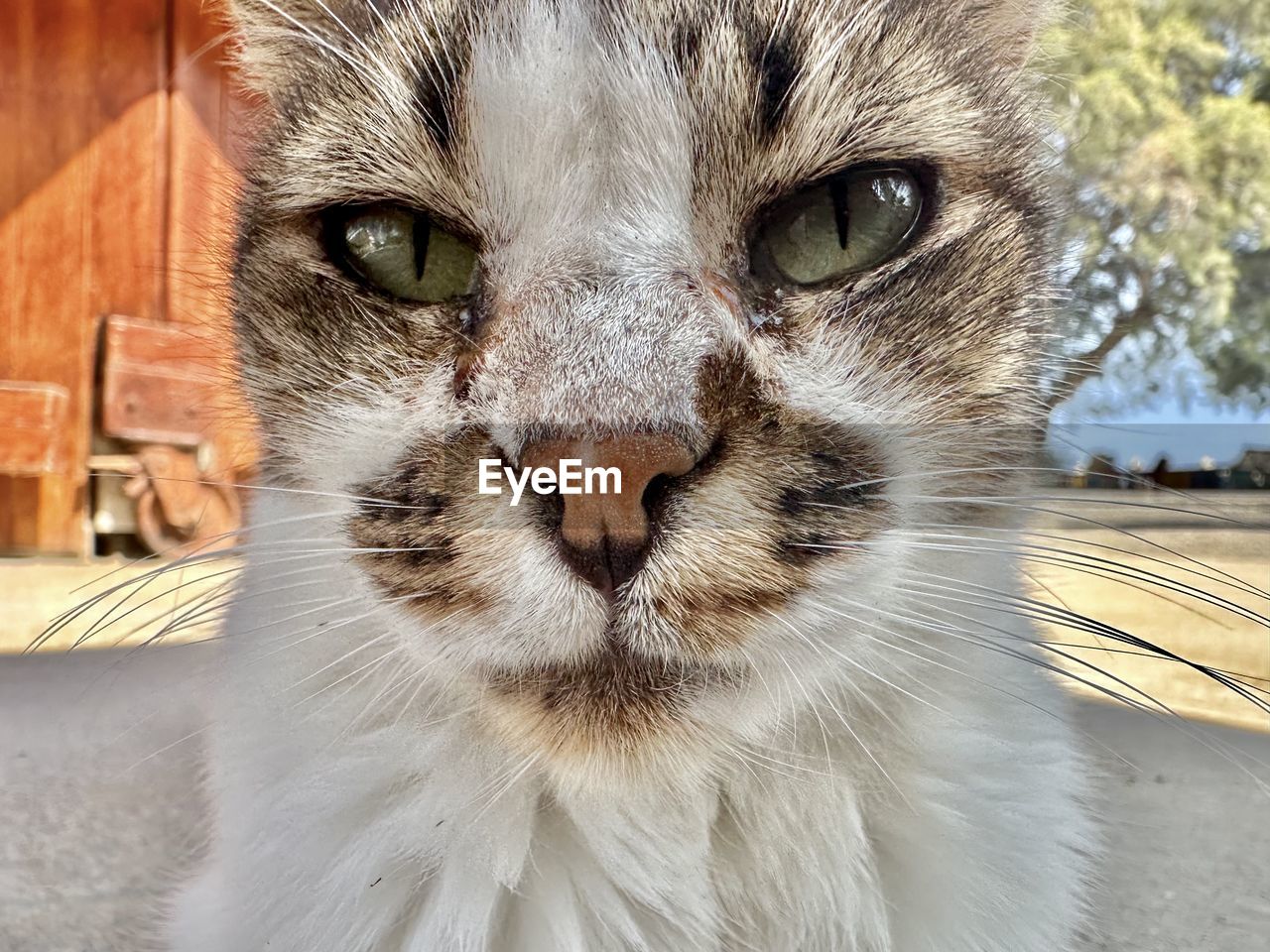 cat, pet, animal themes, animal, mammal, domestic animals, one animal, domestic cat, feline, portrait, whiskers, looking at camera, animal body part, felidae, small to medium-sized cats, close-up, animal head, no people, animal hair, eye, front view, tabby cat, animal eye, day