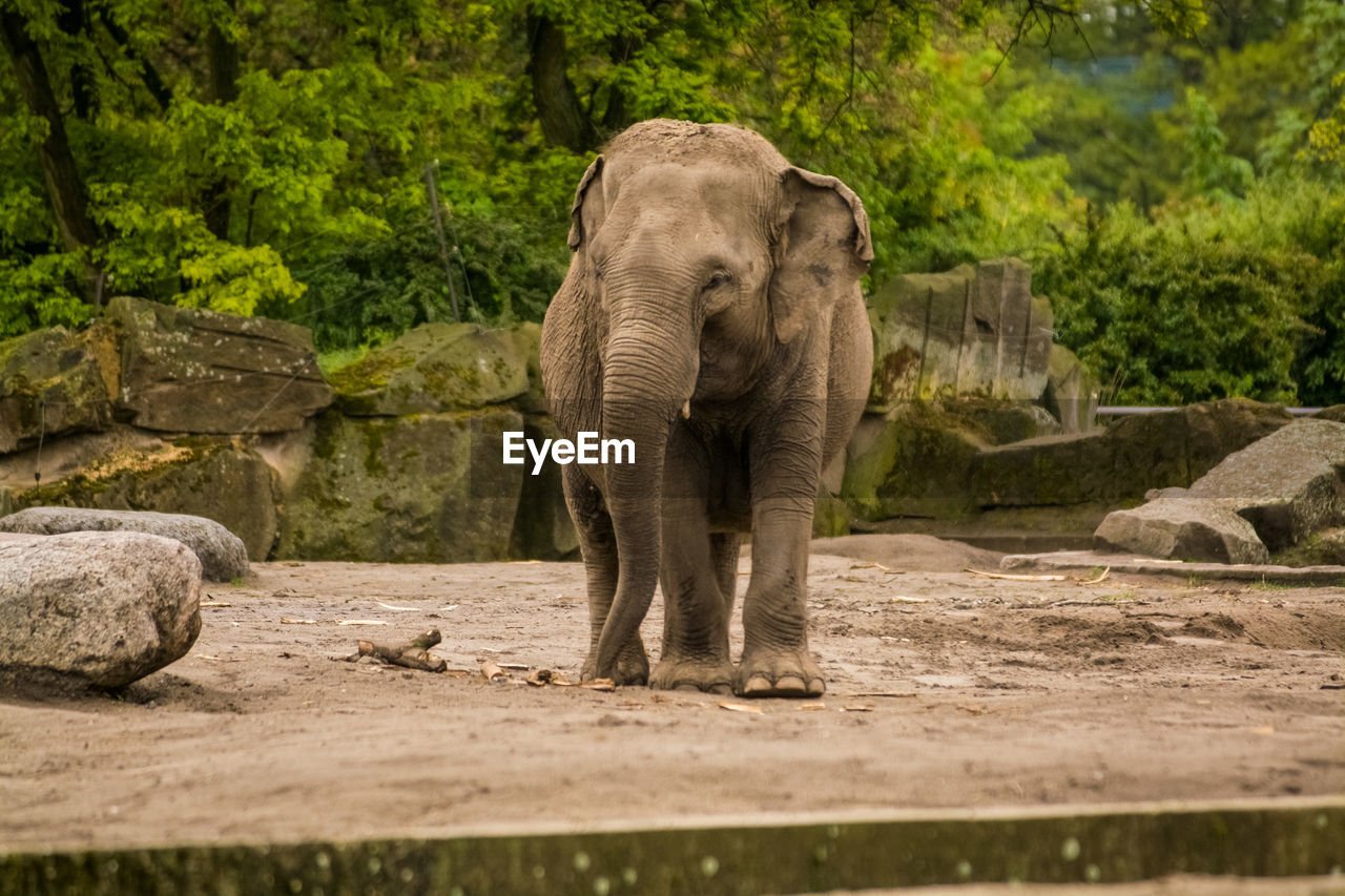 ELEPHANT STANDING IN A ZOO