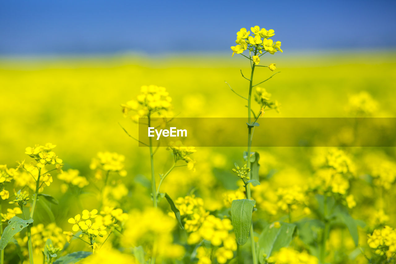 SCENIC VIEW OF YELLOW FLOWERING PLANT