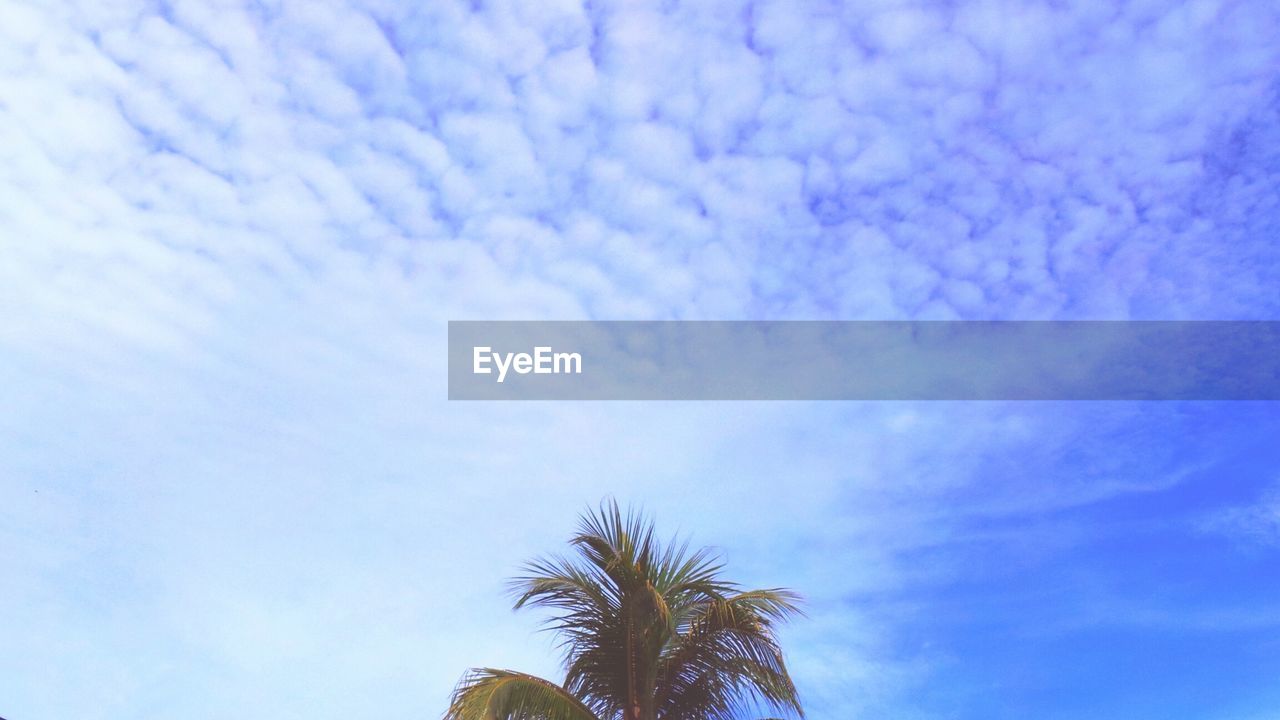 Coconut palm tree against cloudy sky