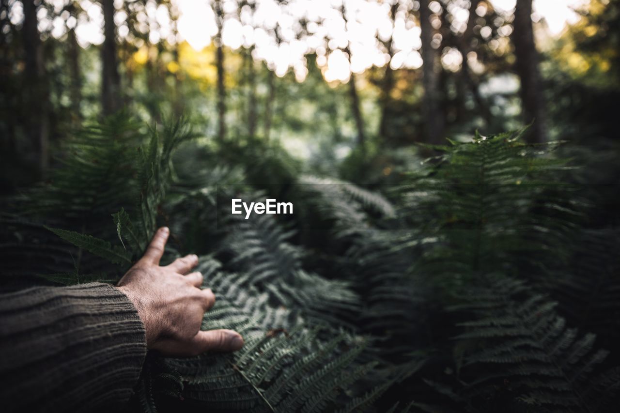 Cropped hand touching plants in forest