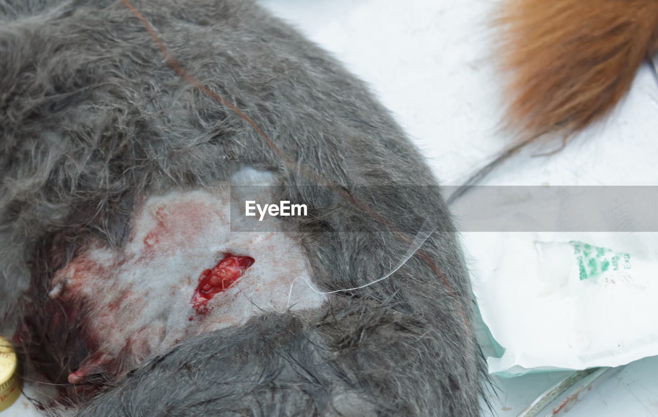 Close-up of wounded monkey on snow