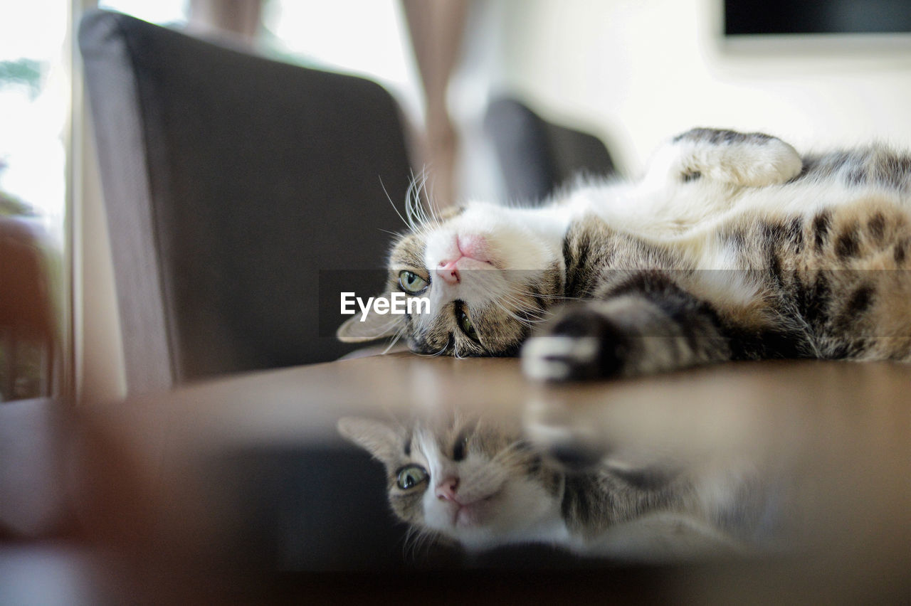 Portrait of kitten resting at home