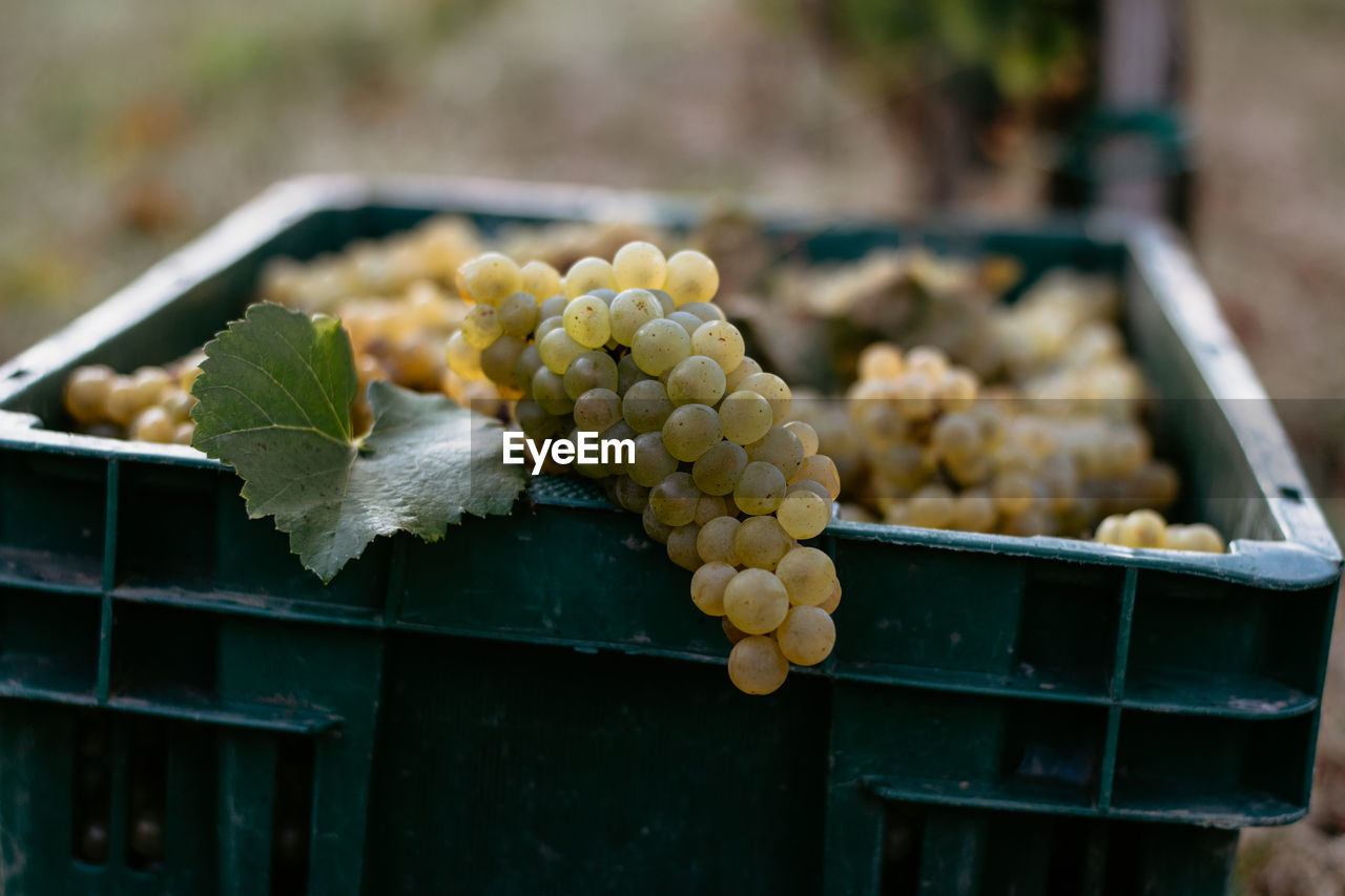 CLOSE-UP OF FRUITS IN CONTAINER ON TRAY