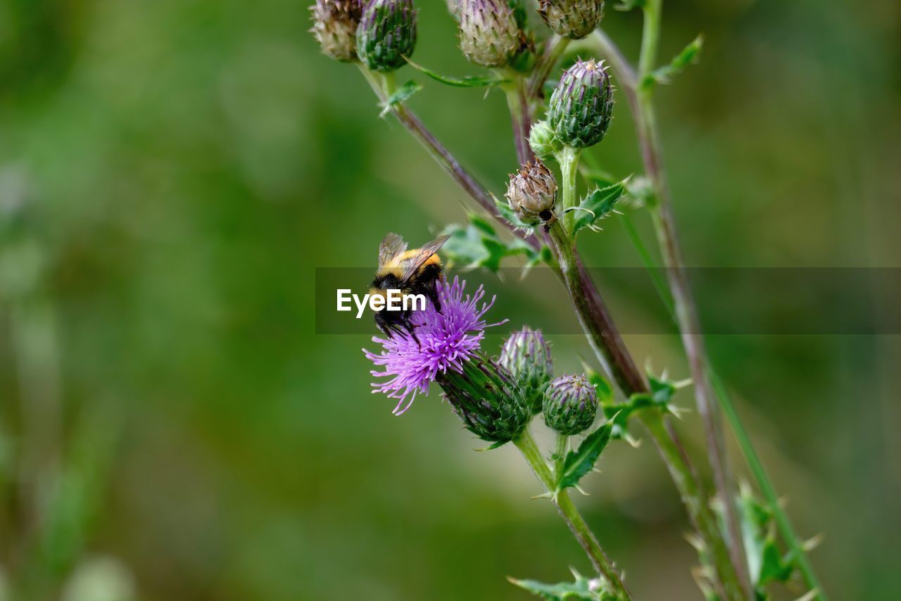 Close-up of bee pollinating on purple flower