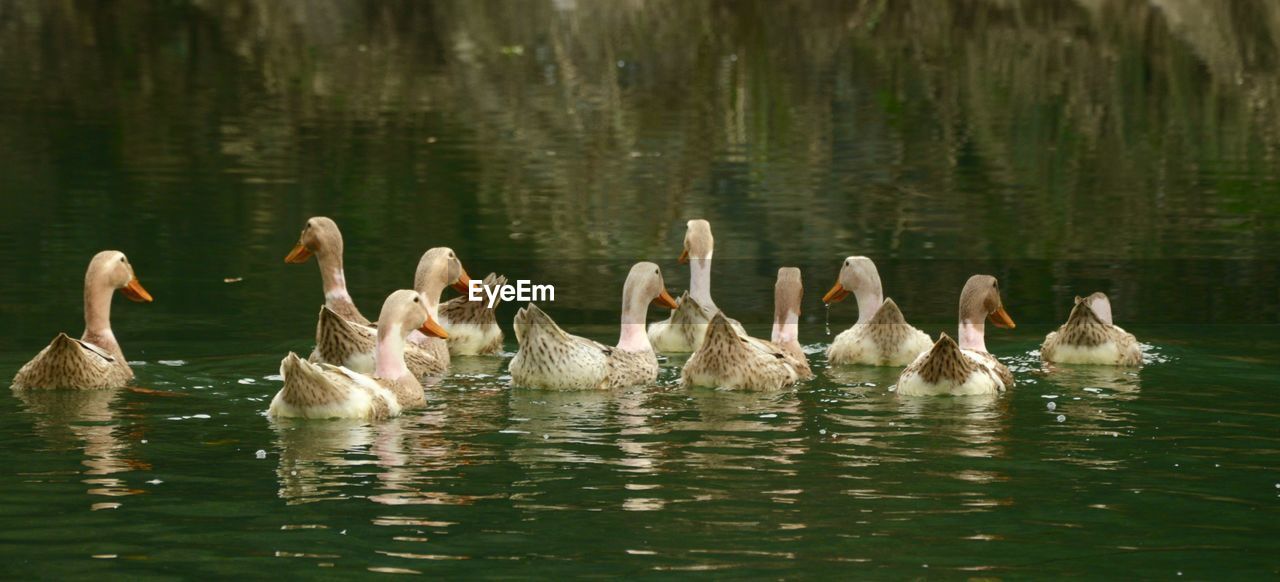 Close-up of swans swimming in lake