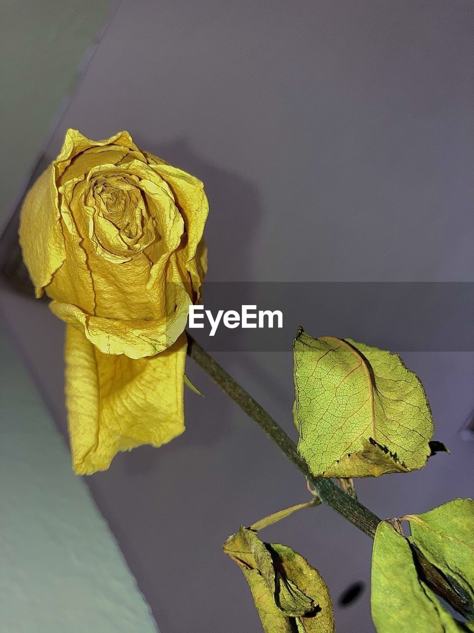 CLOSE-UP OF YELLOW ROSES ON PLANT