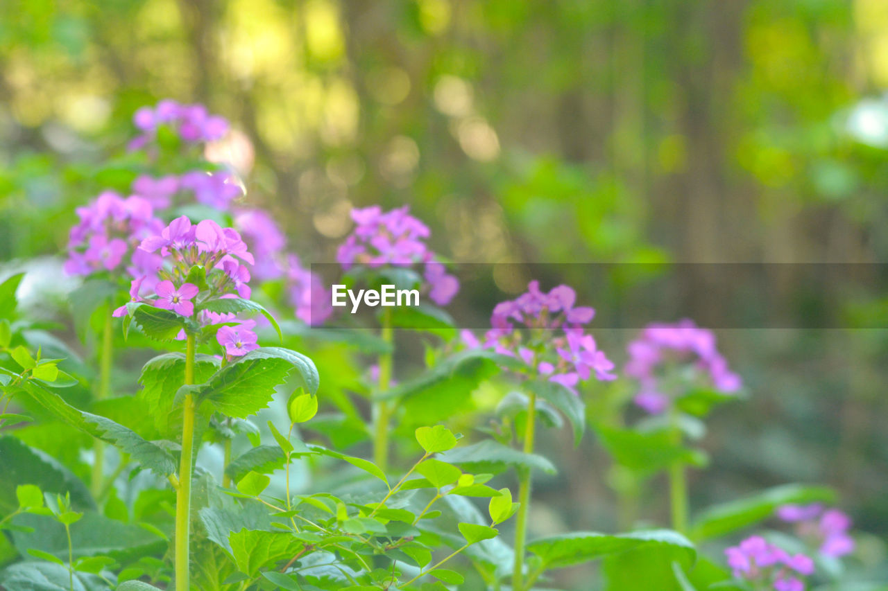 Close-up of pink flowering plant