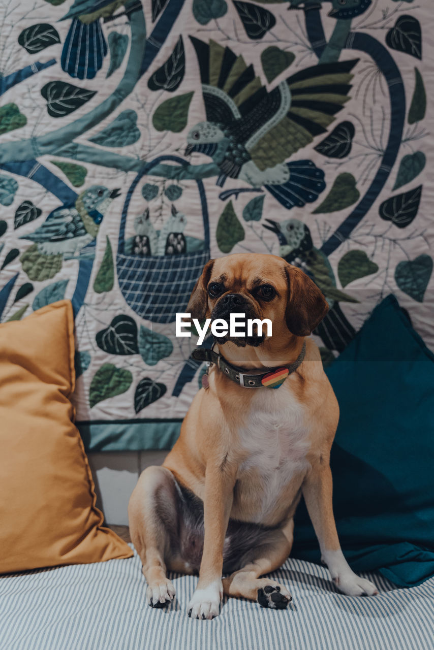 PORTRAIT OF DOG SITTING ON SOFA