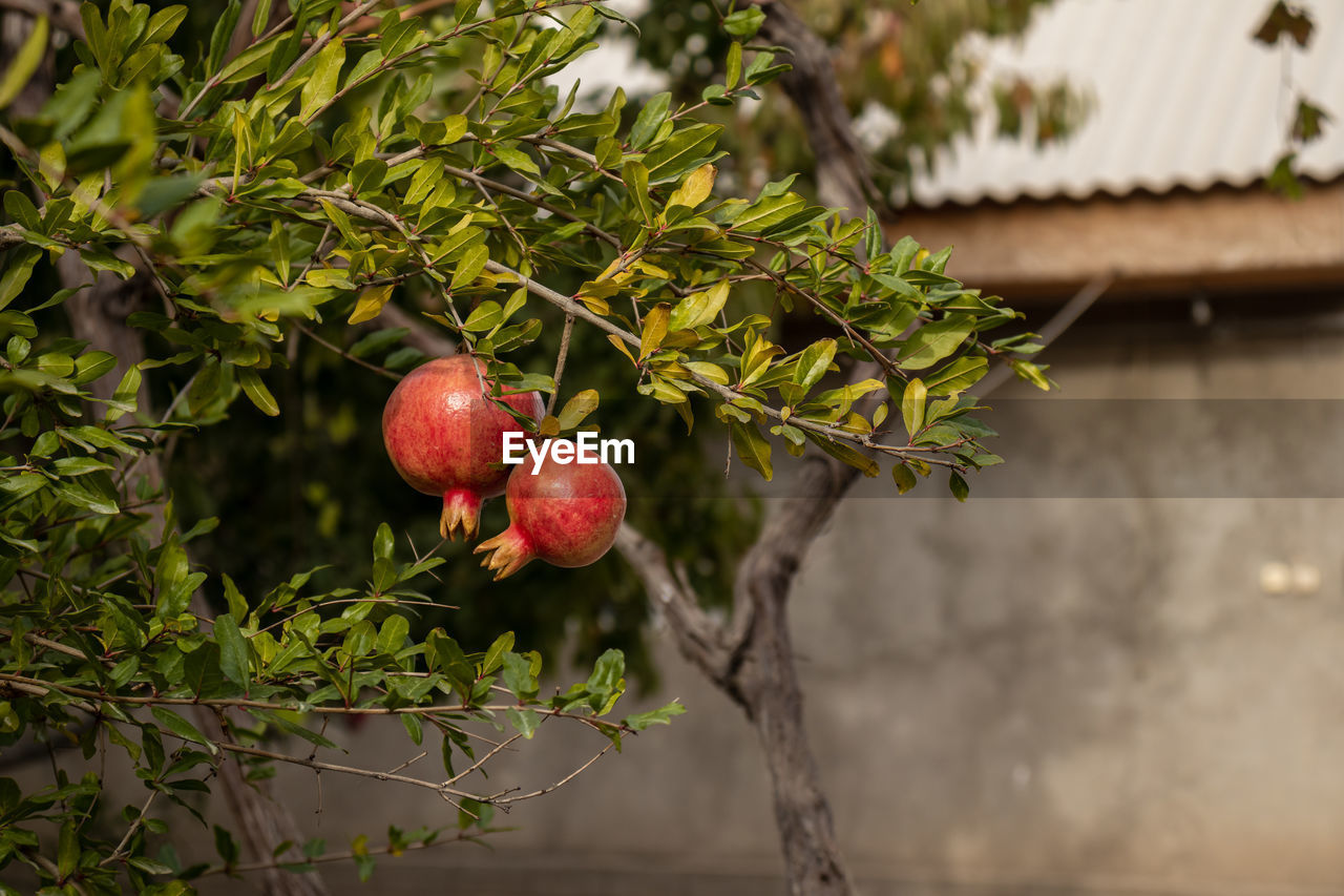 Close-up of fruit on tree. ripe pomegranate fruit in the garden