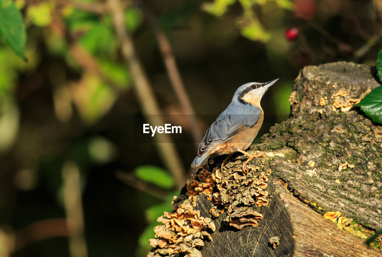 Close-up of bird perching on tree