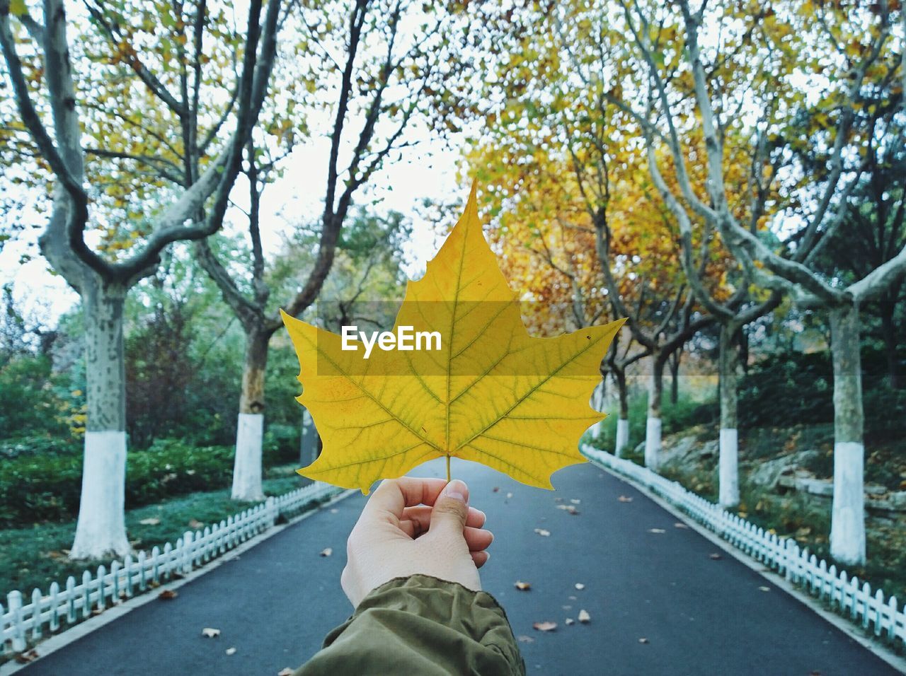Cropped hand of person holding maple leaf amidst trees on road
