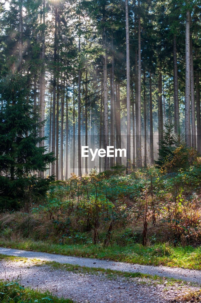 Trees growing in forest