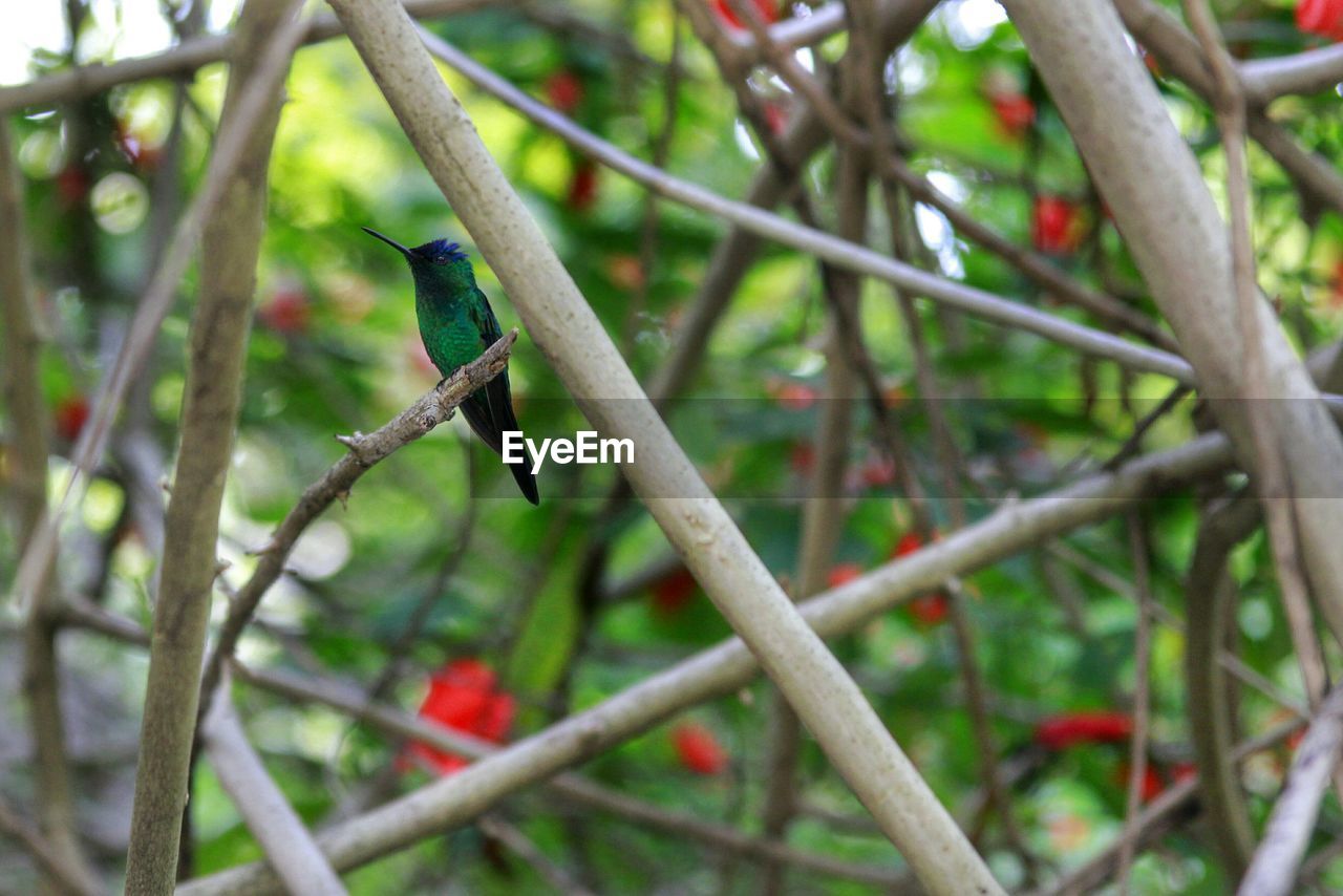 Hummingbird perching on tree