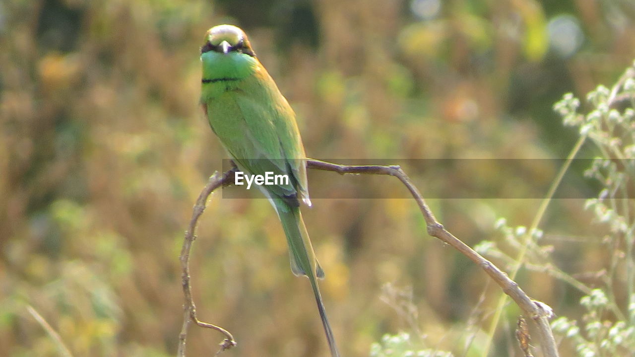 CLOSE-UP OF GREEN BIRD PERCHING ON TREE