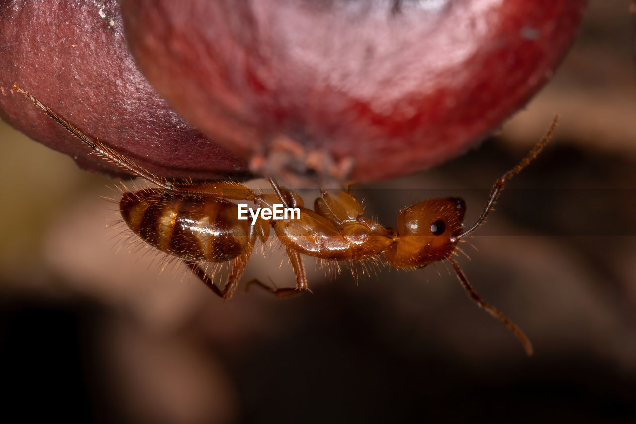 EXTREME CLOSE-UP OF SPIDER