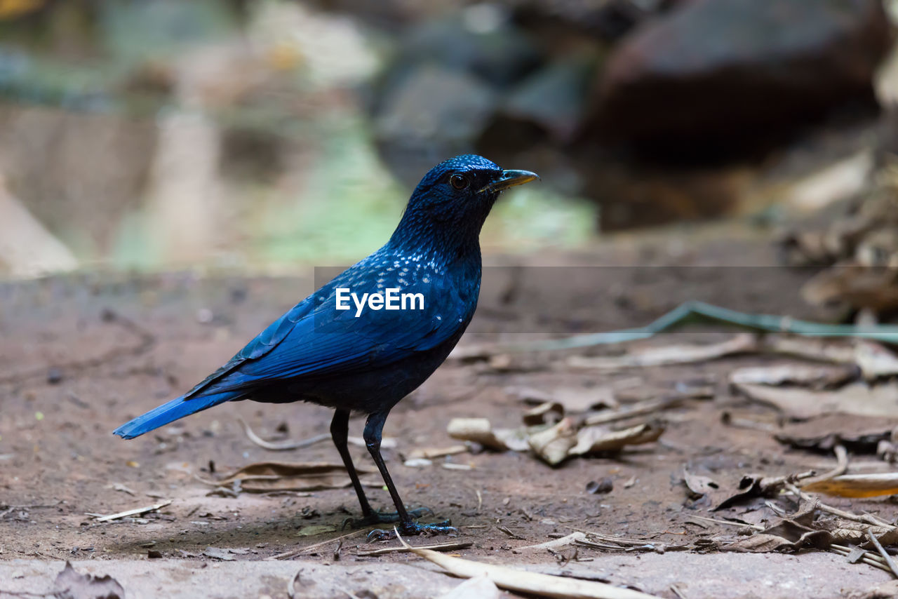 Close-up of blackbird perching on field