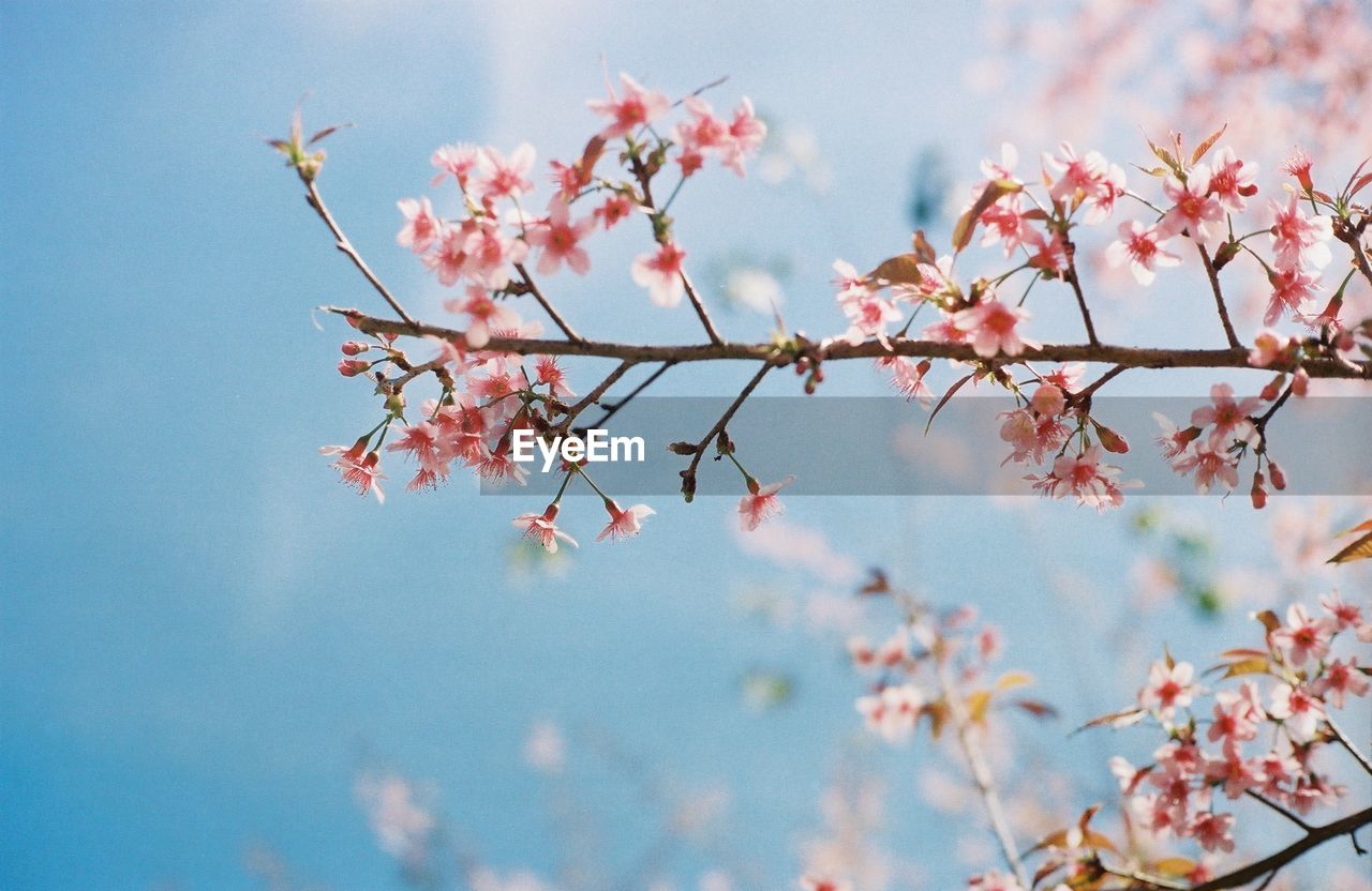 Low angle view of branch in bloom