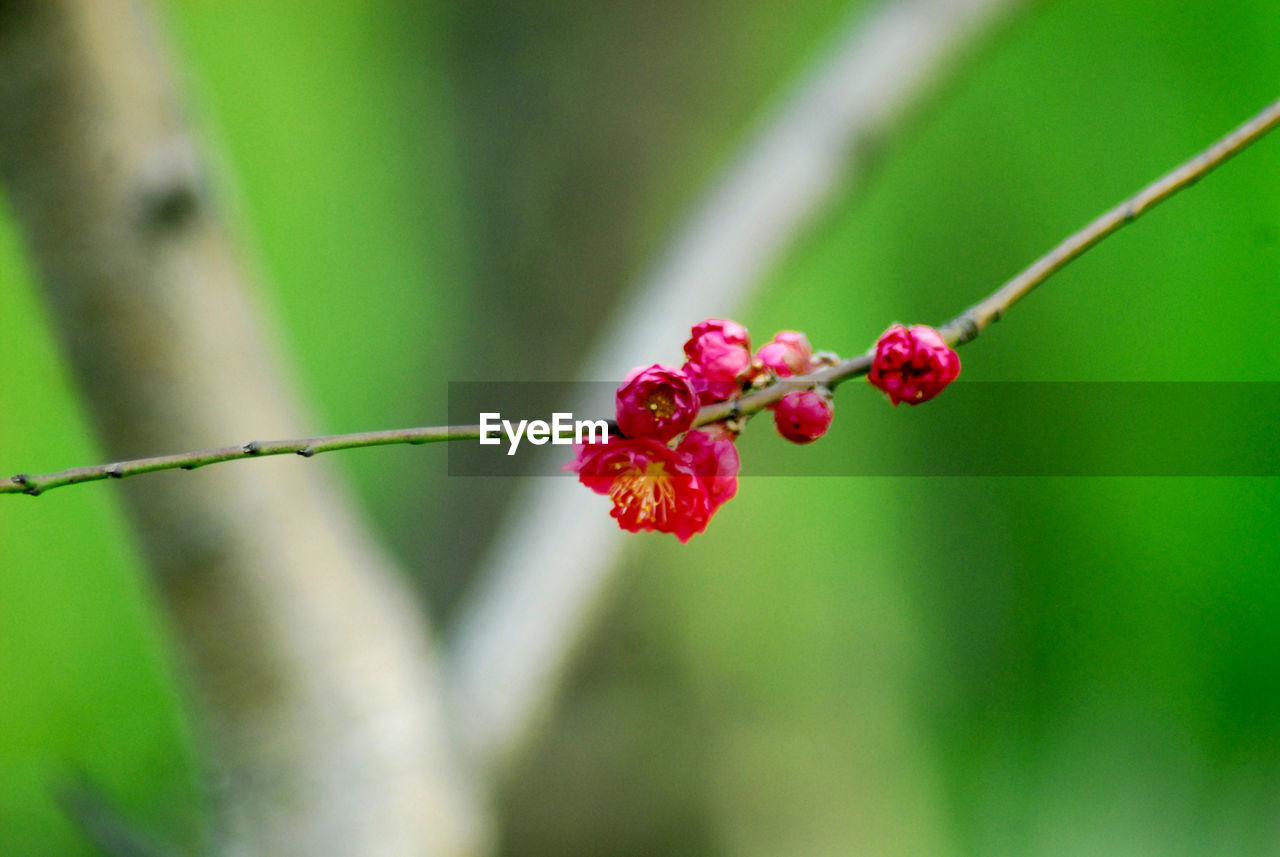 CLOSE-UP OF RED BERRIES GROWING ON PLANT OUTDOORS