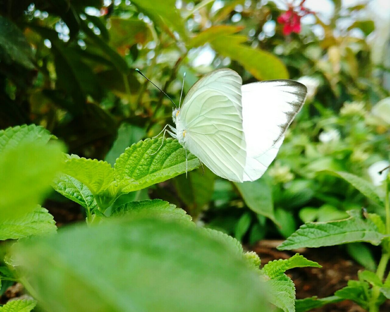 Butterfly on leaf