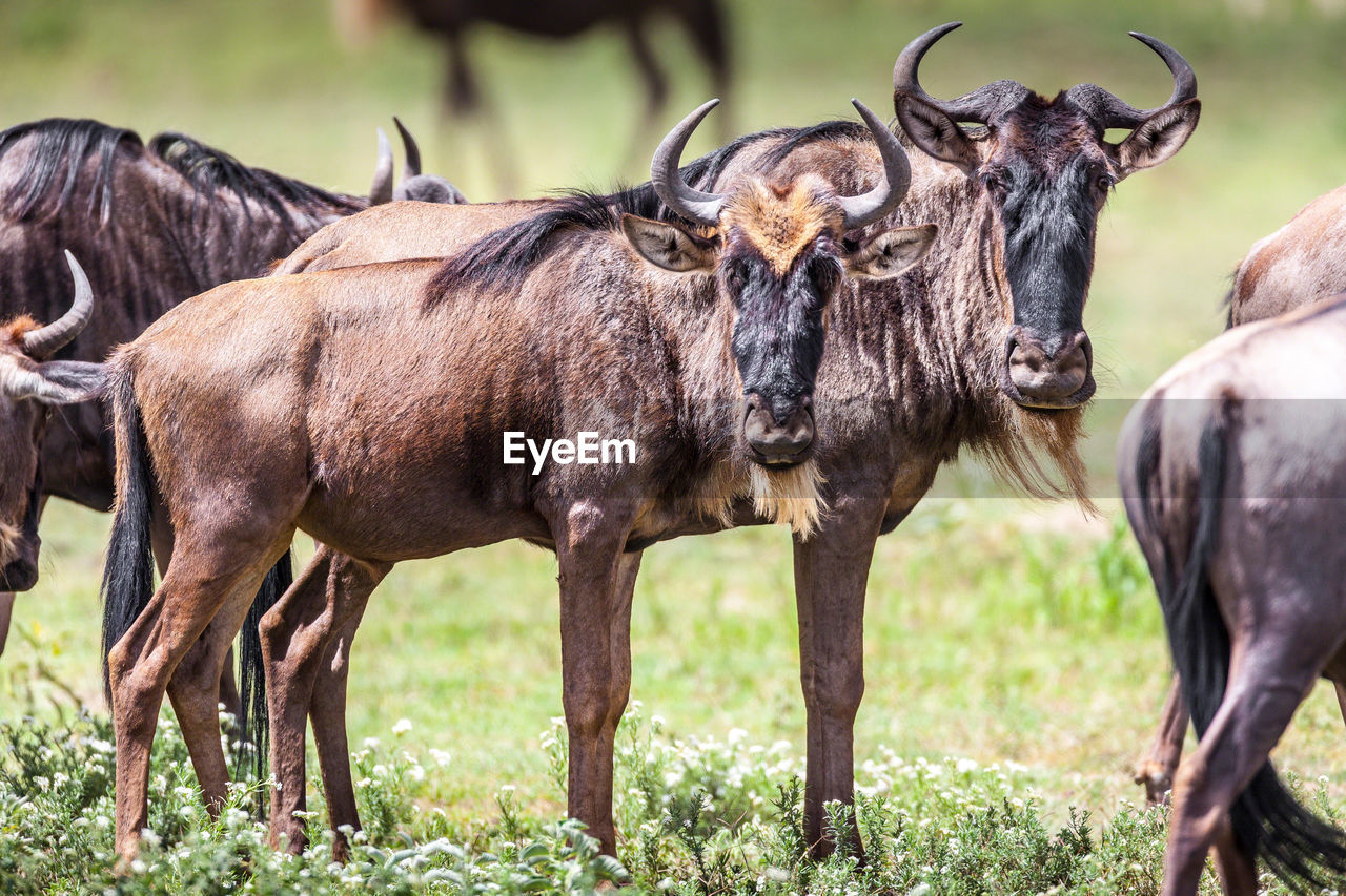 Wildbeest migration betwen serengeti and maasai mara national park